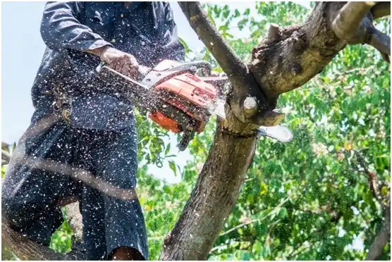 tree services South Prairie